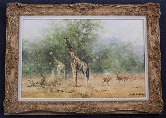 § David Shepherd (1931-) Curiosity, Giraffes and Thomson Gazelles, 13 x 19.5in.